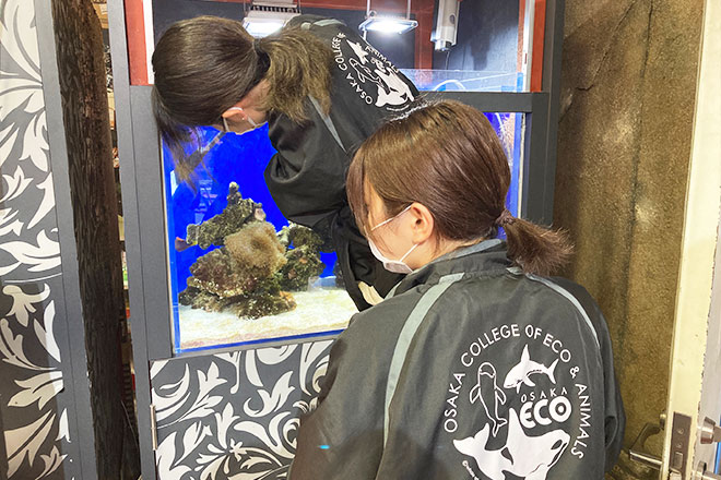 Aquarium cleaning activities at  Umeda Main Store